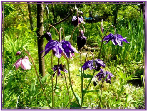 w moim ogrodzie.... #ogród #kwiaty #roślinki #orliki #wiosna