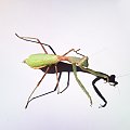 Stagmomantis limbata