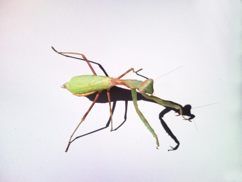 Stagmomantis limbata