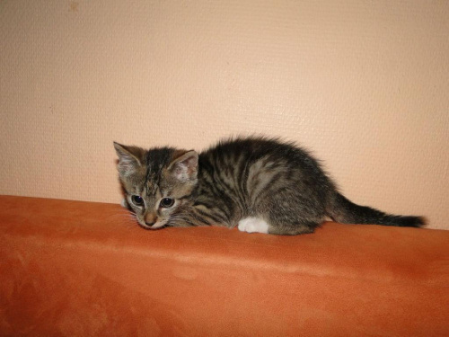 Koty do adopcji