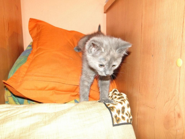 Koty do adopcji