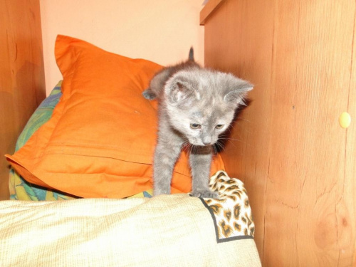 Koty do adopcji