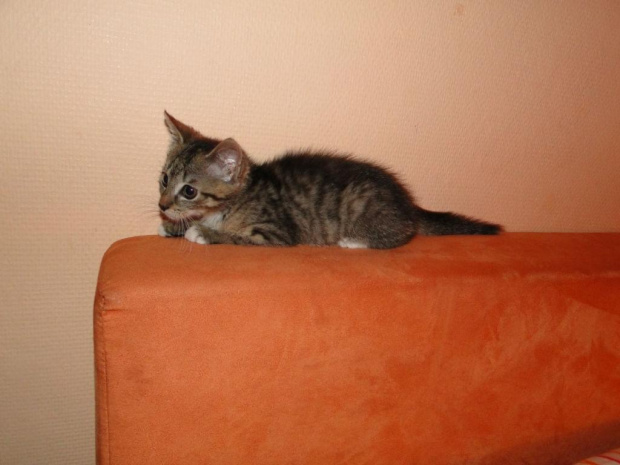 Koty do adopcji