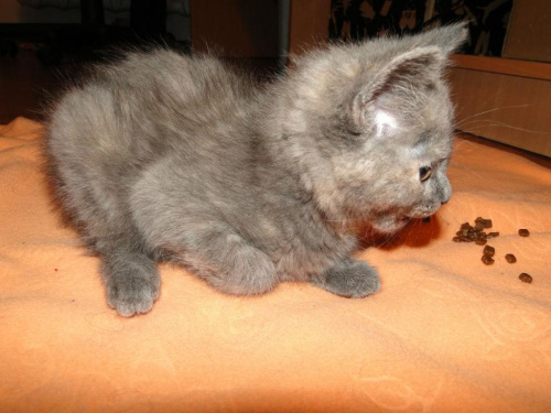 Koty do adopcji