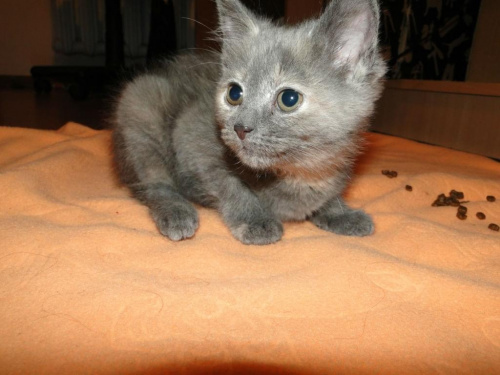 Koty do adopcji