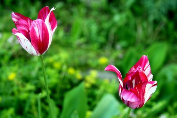 weekend na łące... #tulipan #tulipany #róż #różowy #zielony #liście #biały #biel #ogród #ogródek #wiosna