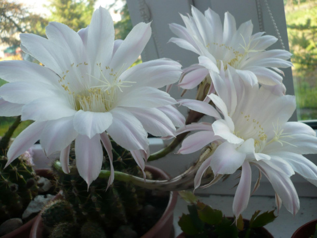 Echinopsis multiplex #echinopsios