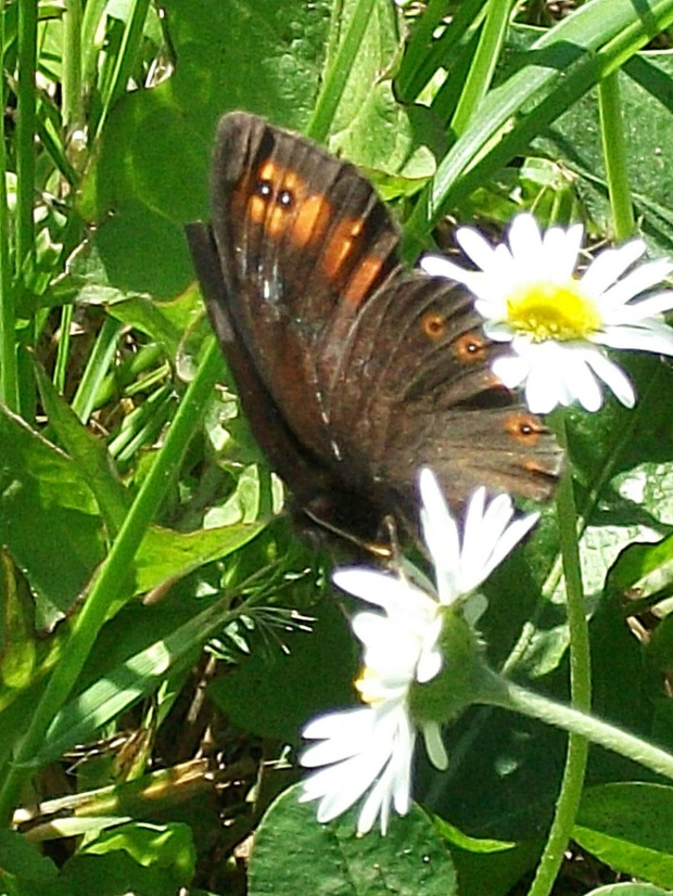 Mój piękny motyl pierwszy raz spotkany i już niestety "zlatany"....:)))