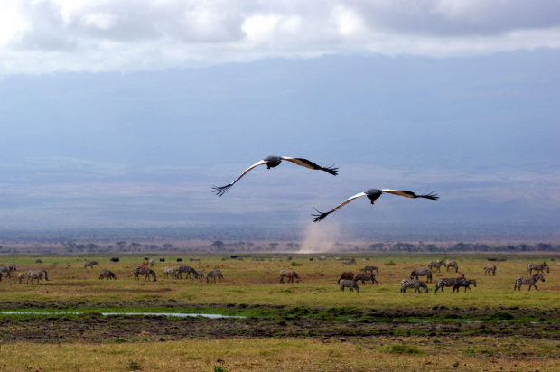 żurawie #wakacje #Kenia