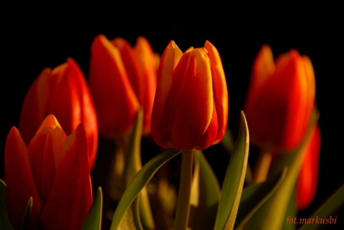 imieninowe dla mojej żonki #kwiaty #tulipany