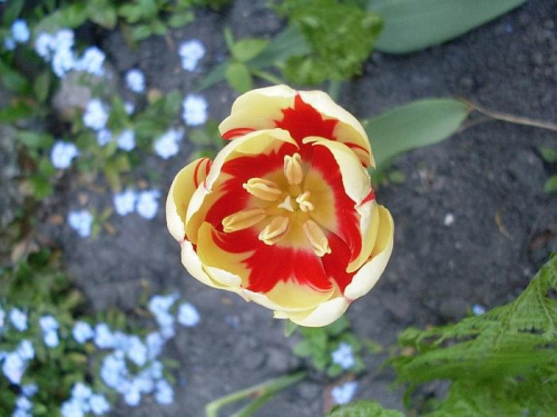 Tulipan #kwiat