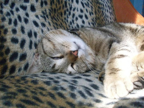 Zmęczony kotek #kot