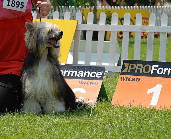 CACIB Leszno 2011