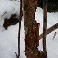 Hydrangea quercifolia `Brido' SNOWFLAKE - pień