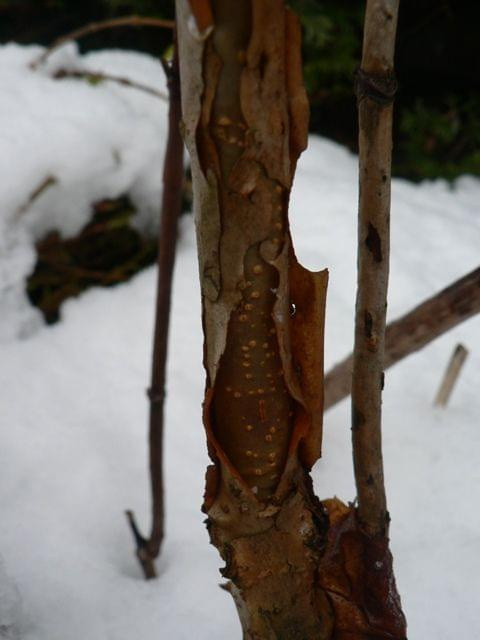Hydrangea quercifolia `Brido' SNOWFLAKE - pień