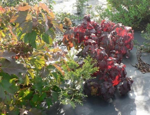 po prawej Hydrangea quercifolia `Harmony` w barwach jesiennych