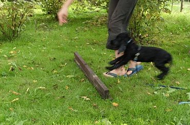 #agility #Luna #pies #szczeniaki