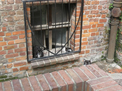 kotki