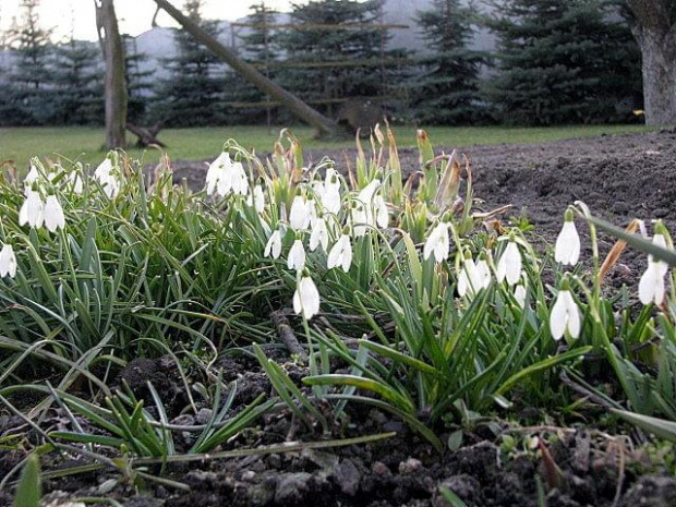 Pierwszy dzień wiosny w moim ogrodzie. Przebiśniegi (Galanthus nivalis)