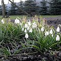 Pierwszy dzień wiosny w moim ogrodzie. Przebiśniegi (Galanthus nivalis)