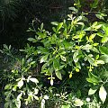 trifoliata