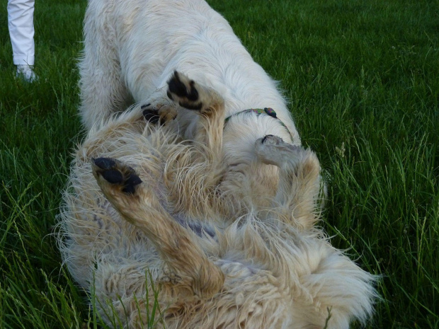 Brutus i Duffel, Park Bródnowski, 2011