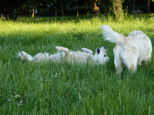 Brutus i Duffel, Park Bródnowski, 2011