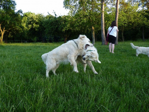 Brutus i Duffel, Park Bródnowski, 2011