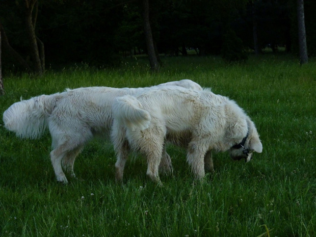 Brutus i Duffel, Park Bródnowski, 2011