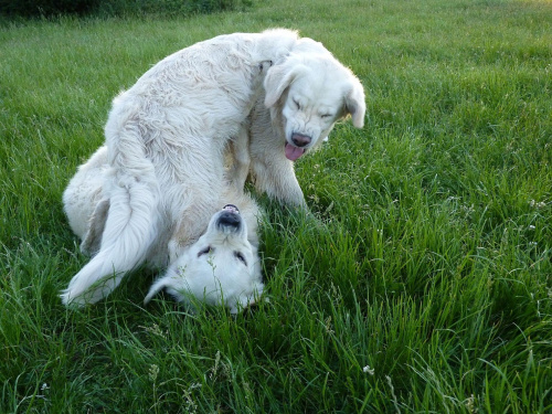 Brutus i Duffel, Park Bródnowski, 2011