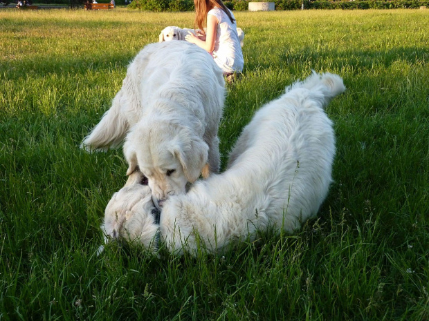 Brutus i Duffel, Park Bródnowski, 2011