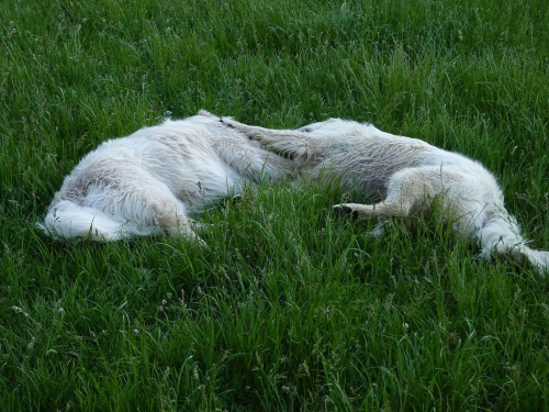 Brutus i Duffel, Park Bródnowski, 2011