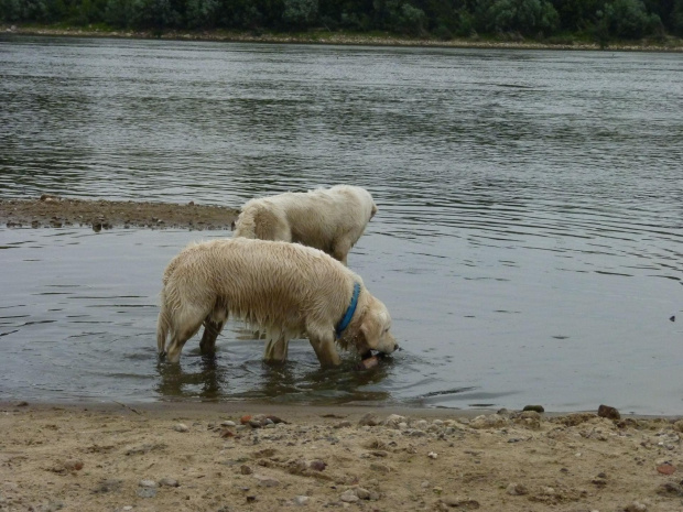 Brutus i Duffel, Wisła, czerwiec 2011