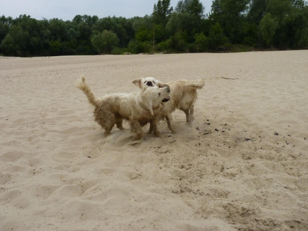 Brutus i Duffel, Wisła, czerwiec 2011