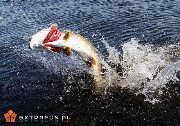 www.extrafun.pl #extrafun