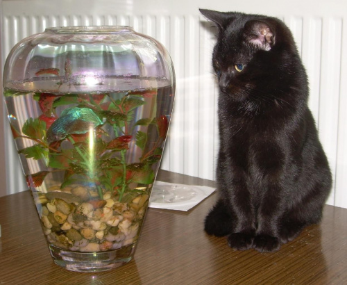 Syriuszek z rybko(nie ma ich juz na świecie;( ) #kot