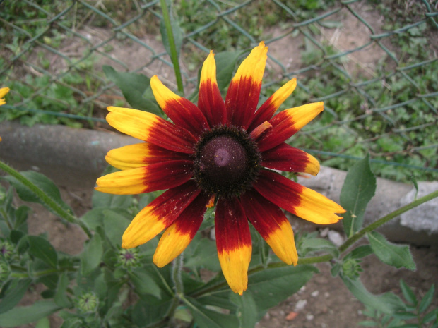 Rudbekia