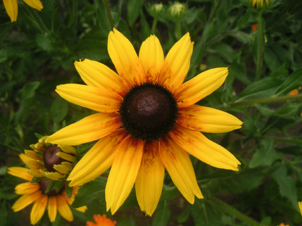 Rudbekia