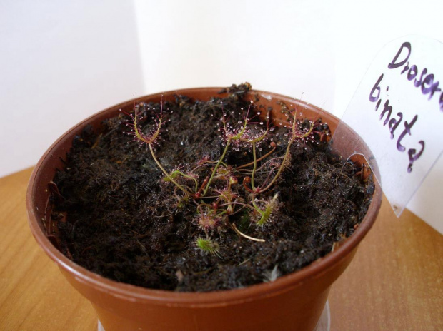 #Drosera #rosiczki