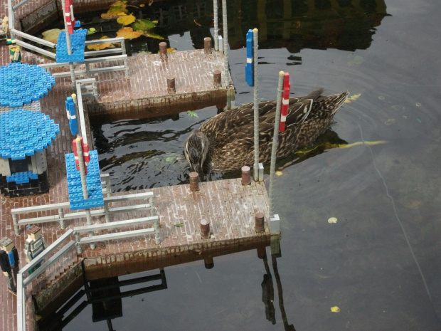 Ot tak sobie,kaczuszka wpłynęła do legowego portu....:))Legoland Dania.