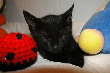 Koty do adopcji #adopcja #adoptuję #Gliwice #koty #pokochaj #psy #schroniska #schronisko #SzukaDomu #śląskie #zwierzęta