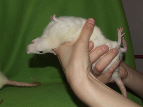 Bonica #szczury #szczur #rat #rats