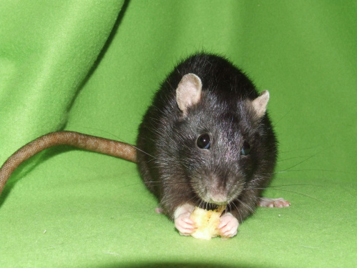 Mia #szczury #szczur #rat #rats