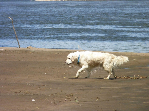 Brutus, Wisła, czerwiec 2011