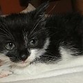 Koty do adopcji #adopcja #adoptuję #Gliwice #koty #pokochaj #psy #schroniska #schronisko #SzukaDomu #śląskie #zwierzęta