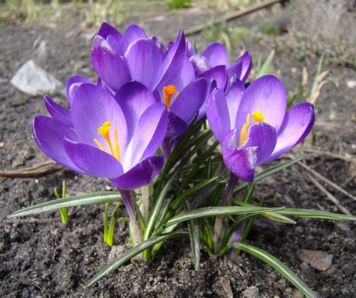 ależ już kolorowo-wiosna #kwiaty #natura