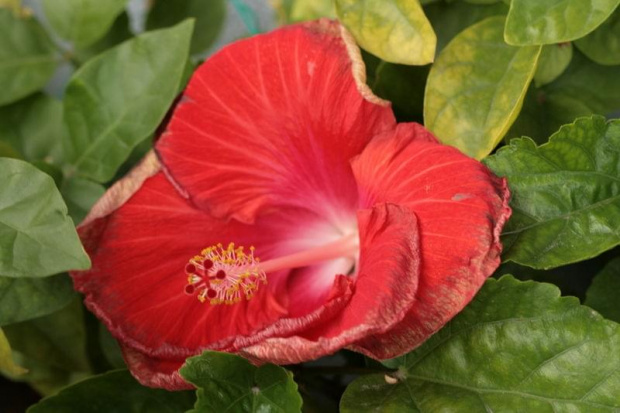 Hibiscus Big Tango