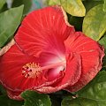 Hibiscus Big Tango