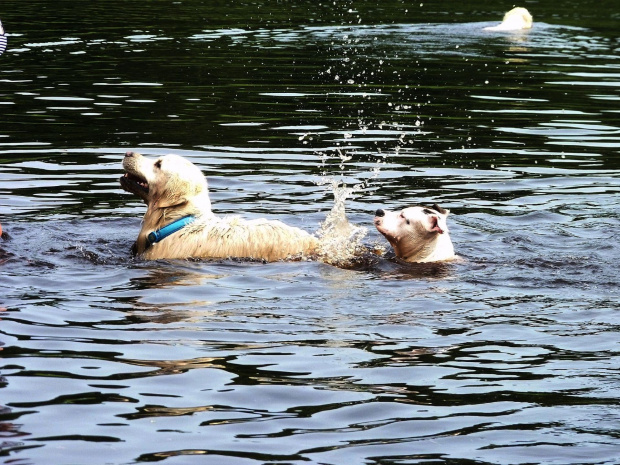 Brutus i Lola, Kruczek, lipiec 2011