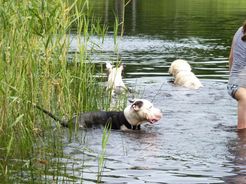 Brutus, Lola i Benek, Kruczek, lipiec 2011